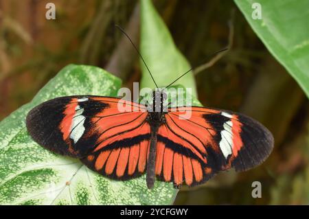 Der Postmann-Schmetterling Heliconius melpomene sitzt auf einem Blatt Stockfoto