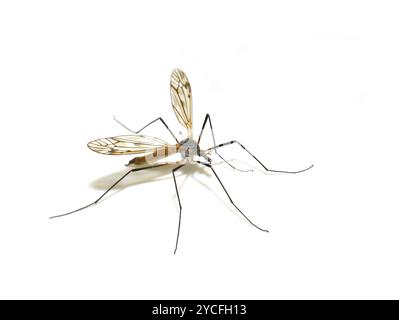 Die kranefly Tipula pseudovariipennis auf weißem Hintergrund Stockfoto