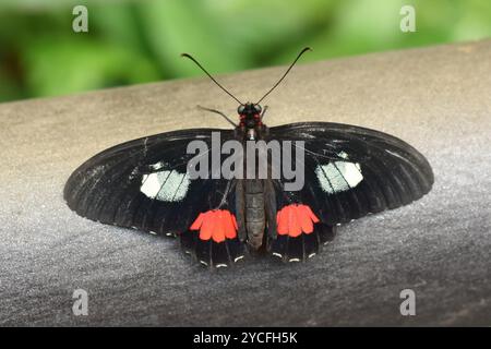 Der schwarz-rote Arcas CattleHeart Schmetterling Parides Arcas sitzt auf einem Baumstamm Stockfoto