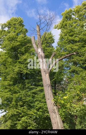 Knorriger Baum, im Gegensatz zu grünen Bäumen Stockfoto