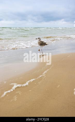 Eine Mew-Möwe (Larus canus) am Ufer Stockfoto