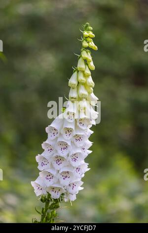 Blühender, wild wachsender weißer Fingerhut im Wald, Digitalis purpurea „Alba“ Stockfoto