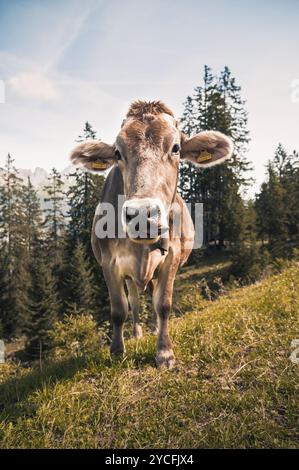 Allgäuer Kuh (Braunvieh) weidet auf einem Hang auf einer Bergwiese Stockfoto