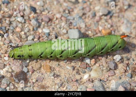 Raupe der Falkenmotte (Agrius convolvuli) Stockfoto