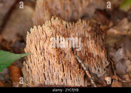 Die Stringenkoralle (Ramaria stricta), ein Pilz im Buchenwald Stockfoto