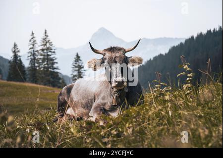 Allgäuer Kuh (Braunvieh) mit Hörnern und Kuhglocke auf einer sommerlichen Bergwiese in den Allgäuer Alpen Stockfoto