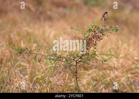 Stonechat (Saxicola rubicola) sitzt in einem Weißdorn (Crataegus) auf einer Wiese Stockfoto