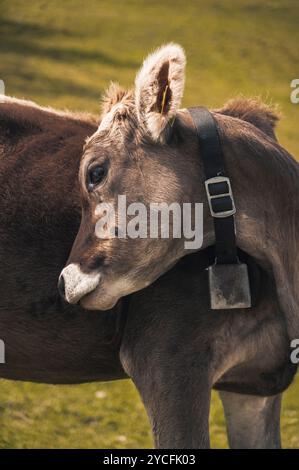 Porträt einer Schumpen, Kalb, Jungkuh (Braunvieh) mit Kuhglocke um den Hals auf einer Sommergebirgswiese im Allgäu Stockfoto