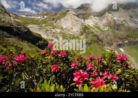 Azalea in Blüte am Cirque de Troumouse im Nationalpark Pyrenäen bei Gavarnie-Gedre, Frankreich, Europa Stockfoto