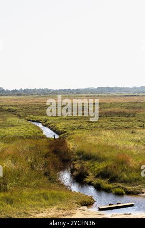 Salzwiesen im Nationalpark Schleswig-Holsteinisches Wattenmeer bei Sankt Peter-Ording, Nordfriesland, Schleswig-Holstein, Deutschland Stockfoto