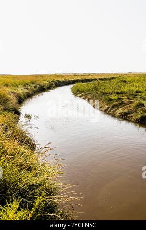 Pril in den Salzwiesen im Nationalpark Schleswig-Holsteinisches Wattenmeer bei Sankt Peter-Ording, Nordfriesland, Schleswig-Holstein Stockfoto