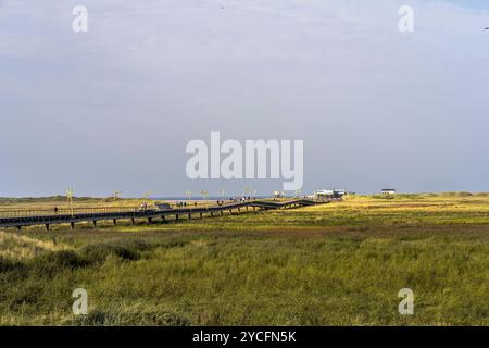 Strandüberquerung durch die Salzwiesen im Nationalpark Schleswig-Holsteinisches Wattenmeer bei Sankt Peter-Ording, Nordfriesland, Schleswig-Holstein, Deutschland Stockfoto