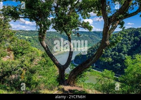 Blick auf den Rhein vom Loreley-Plateau vor dem Loreley-Felsen und Bootsfahrt auf dem Mittelrhein, Stockfoto