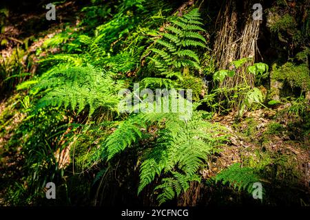 Morgenbachtal im Binger Wald ist das Tal auch Teil des Rheinburgenweges und des Soonwaldsteigs. Stockfoto