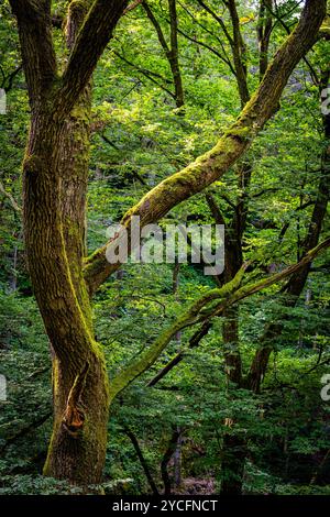 Morgenbachtal im Binger Wald ist das Tal auch Teil des Rheinburgenweges und des Soonwaldsteigs. Stockfoto