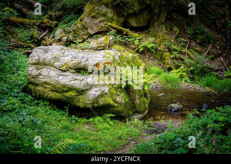 Morgenbachtal im Binger Wald ist das Tal auch Teil des Rheinburgenweges und des Soonwaldsteigs. Stockfoto