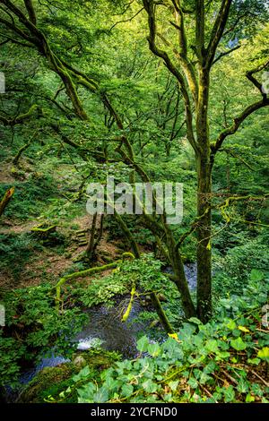 Morgenbachtal im Binger Wald ist das Tal auch Teil des Rheinburgenweges und des Soonwaldsteigs. Stockfoto