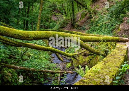 Morgenbachtal im Binger Wald ist das Tal auch Teil des Rheinburgenweges und des Soonwaldsteigs. Stockfoto