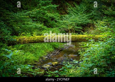 Morgenbachtal im Binger Wald ist das Tal auch Teil des Rheinburgenweges und des Soonwaldsteigs. Stockfoto