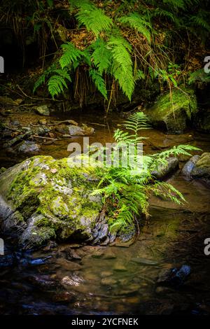 Morgenbachtal im Binger Wald ist das Tal auch Teil des Rheinburgenweges und des Soonwaldsteigs. Stockfoto