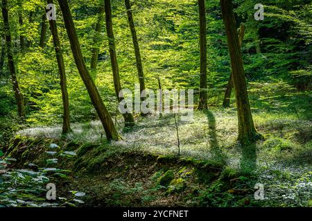 Morgenbachtal im Binger Wald ist das Tal auch Teil des Rheinburgenweges und des Soonwaldsteigs. Stockfoto