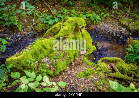 Morgenbachtal im Binger Wald ist das Tal auch Teil des Rheinburgenweges und des Soonwaldsteigs. Stockfoto