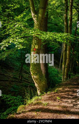 Morgenbachtal im Binger Wald ist das Tal auch Teil des Rheinburgenweges und des Soonwaldsteigs. Stockfoto