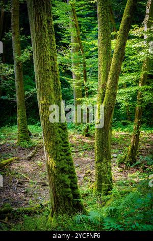 Morgenbachtal im Binger Wald ist das Tal auch Teil des Rheinburgenweges und des Soonwaldsteigs. Stockfoto