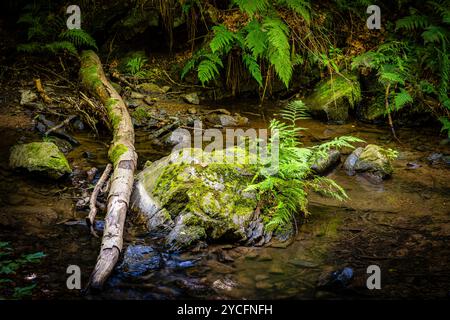 Morgenbachtal im Binger Wald ist das Tal auch Teil des Rheinburgenweges und des Soonwaldsteigs. Stockfoto