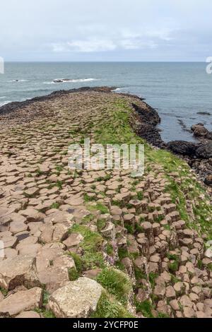 Ein vertikales Foto des Giant's Causeway in Nordirland, das einen Pfad aus sechseckigen Basaltsäulen zeigt, die sich bis in den Atlantik erstrecken, mit Flecken Stockfoto