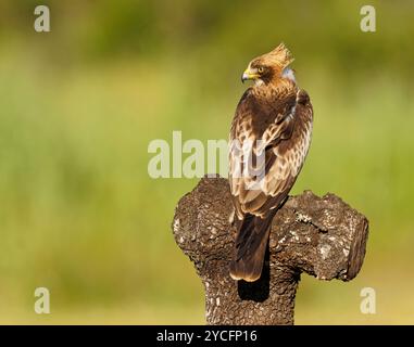Stiefeladler (Hieraaetus pennatus) auf einem toten Baumstamm, Extremadura, Spanien Stockfoto