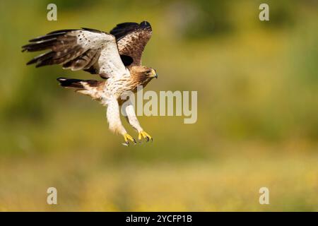 Gebooteter Adler (Hieraaetus pennatus) im Flug, Extremadura, Spanien Stockfoto