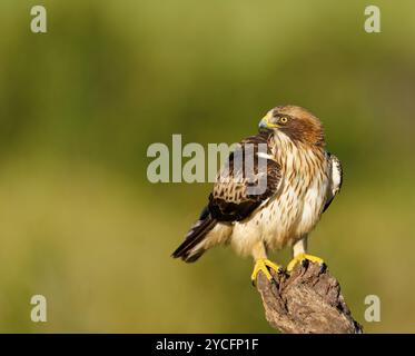 Stiefeladler (Hieraaetus pennatus) auf einem toten Baumstamm, Extremadura, Spanien Stockfoto
