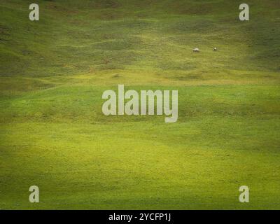 Almwiesen mit Schafen Stockfoto