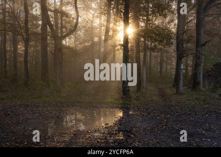 Nebel liegt am Morgen im Wald auf der Lurzenbach bei Siegen-Oberschelden und der Waldboden ist mit Herbstlaub bedeckt. Herbststimmung im Siegerland am 23.10.2024 in Siegen/Deutschland. *** Nebel liegt morgens im Wald am Lurzenbach bei Siegen Oberschelden und der Waldboden ist mit Herbstlaub bedeckt Herbststimmung im Siegerland am 23 10 2024 in Siegen Deutschland Stockfoto