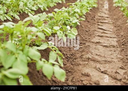 Kulturen - Kartoffeln, die in Reihen wachsen Stockfoto