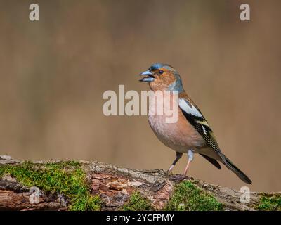 Gemeiner Chaffinch (Fringilla coelebs), männlich, der auf einem Ast sitzt. Stockfoto