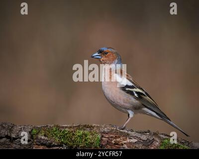 Gemeiner Chaffinch (Fringilla coelebs), männlich, der auf einem Ast sitzt. Stockfoto