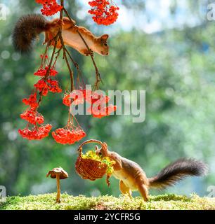 Red Eichhörnchen hält einen Korb mit Johanniskraut Stockfoto