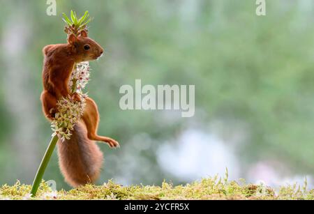 Rothörnchen springt in Eucomis comosa Blumen Stockfoto