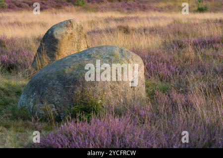 Abendstimmung in der Heide bei Niederhaverbeck, zwei erratische Blöcke zwischen blühender Heidekraut, Naturschutzgebiet bei Bispingen, Naturpark Lüneburger Heide, Deutschland, Niedersachsen Stockfoto