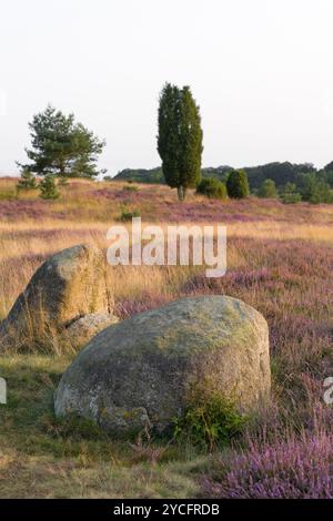 Abendstimmung in der Heide bei Niederhaverbeck, zwei erratische Blöcke zwischen blühender Heidekraut, Naturschutzgebiet bei Bispingen, Naturpark Lüneburger Heide, Deutschland, Niedersachsen Stockfoto