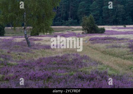 Heideblüte in der Oberoher Heide, Abendstimmung, Gemeinde Faßberg, Naturpark Südheide, Lüneburger Heide, Deutschland, Niedersachsen Stockfoto