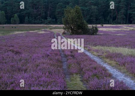 Weg durch blühende Heide in der Oberoher Heide, Abendstimmung, Gemeinde Faßberg, Naturpark Südheide, Lüneburger Heide, Deutschland, Niedersachsen Stockfoto