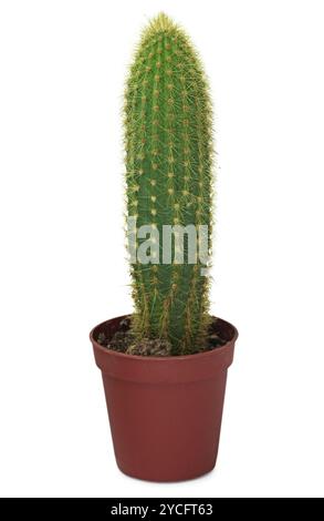 gummibaum online bestellen Gummibaum 'Robusta' XXL-Größe kaufen