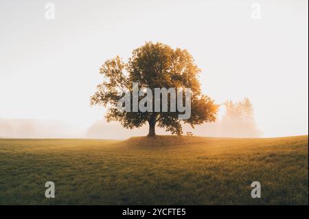 Mächtiger Laubbaum, unter einer Bank auf einer einsamen Wiese in Herbststimmung mit goldener Morgensonne, die durch den Morgennebel scheint Stockfoto