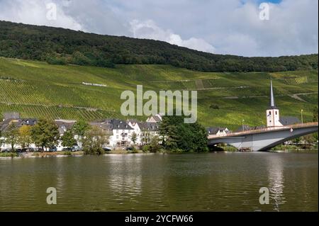 Piesport Deutschland 4. Oktober 2024. Weinreben ersticken den Piesporter Goldtröpfchen-Hang im Moseltal. Goldtroepfchen, Goldtropfchen, Weinberge , Wein, Weinberg, Reben, Erzeugnis, Produkt, Trinken, Landwirtschaft, Landwirtschaft, Winzer, Winzer, Wijn, Wijngaarde, Trauben, Trauben, Trauben, Strauß, Produktion, lokal, , Wein, Weinberg, Reben, Produkte, Produkt, Trinken, Landwirtschaft, Landwirtschaft, Winzer, Winzer, Wijn, Wijngaarde, Trauben, Traube, Haufen, Produktion, lokal, Stockfoto