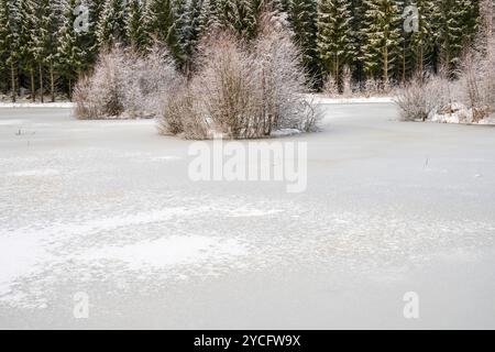 Eis mit Frost auf einem See an einem Nadelwald Stockfoto