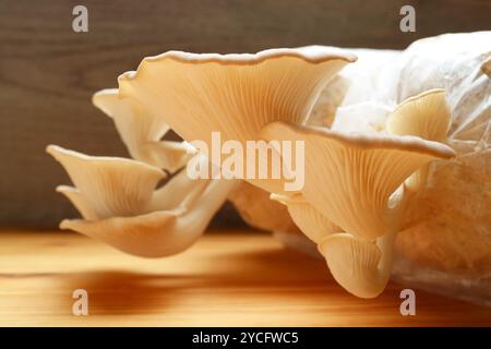 Großaufnahme der Reifen indischen Austernpilze (Pleurotus Pulmonarius) erstaunliche Textur Stockfoto