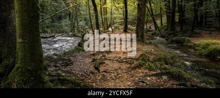 Ein Panoramabild des alten Waldes von Draynes Wood auf Bodmin Moor in Cornwall in Großbritannien. Stockfoto